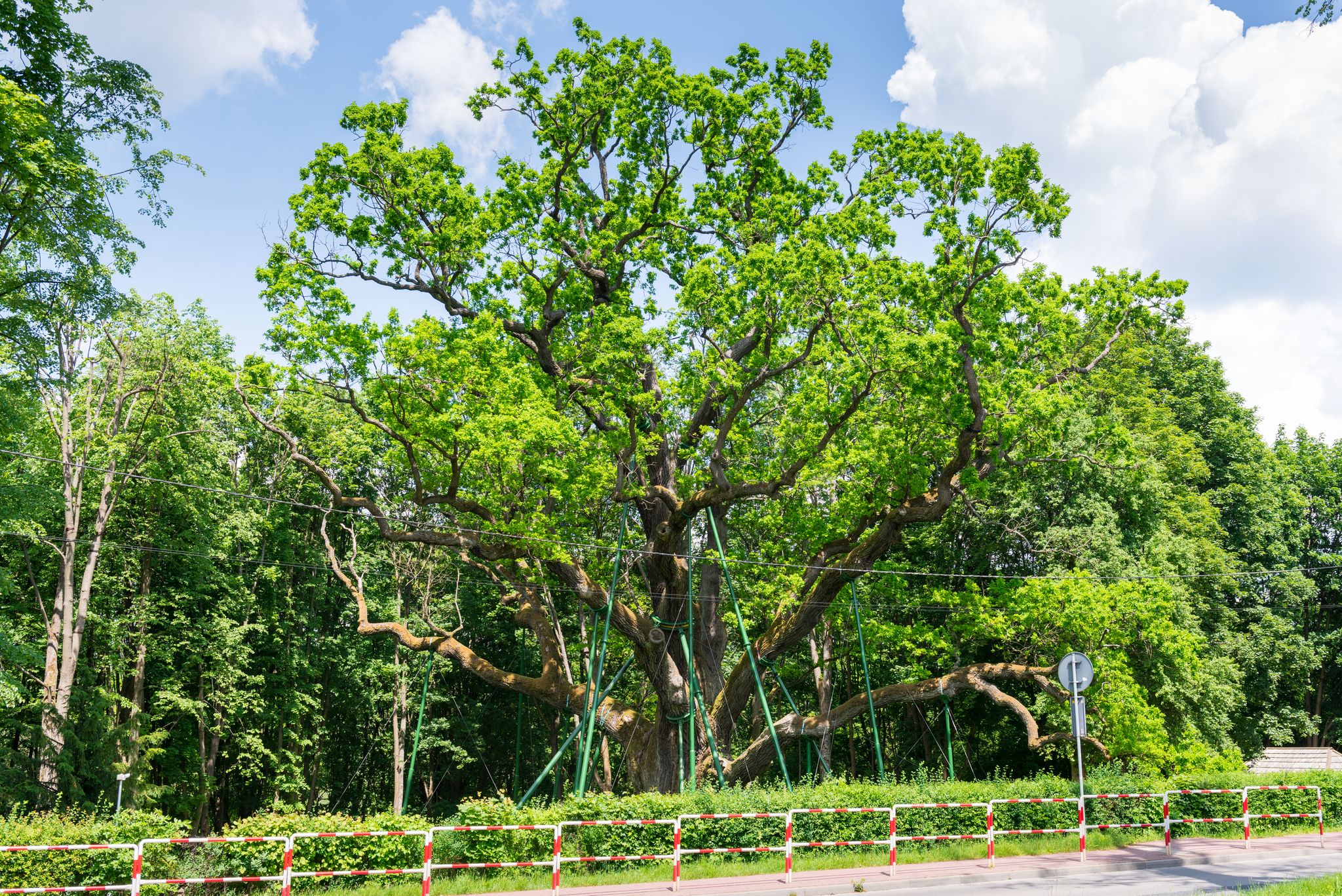 Bartek Oak, one of the oldest oaks in Poland, natural monument
