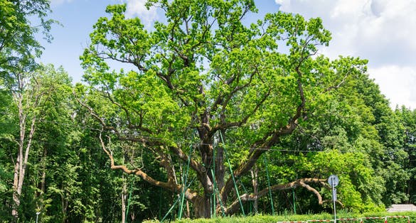 Bartek Oak, one of the oldest oaks in Poland, natural monument