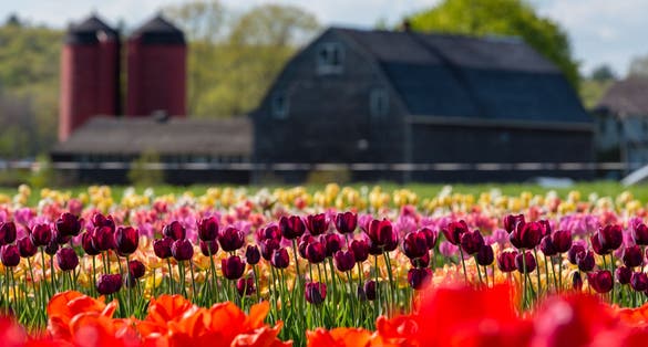 Photo of Tulip Farm in Johnston, Rhode Island. Shallow depth of field with focus on flowers in foreground ,Scotland .