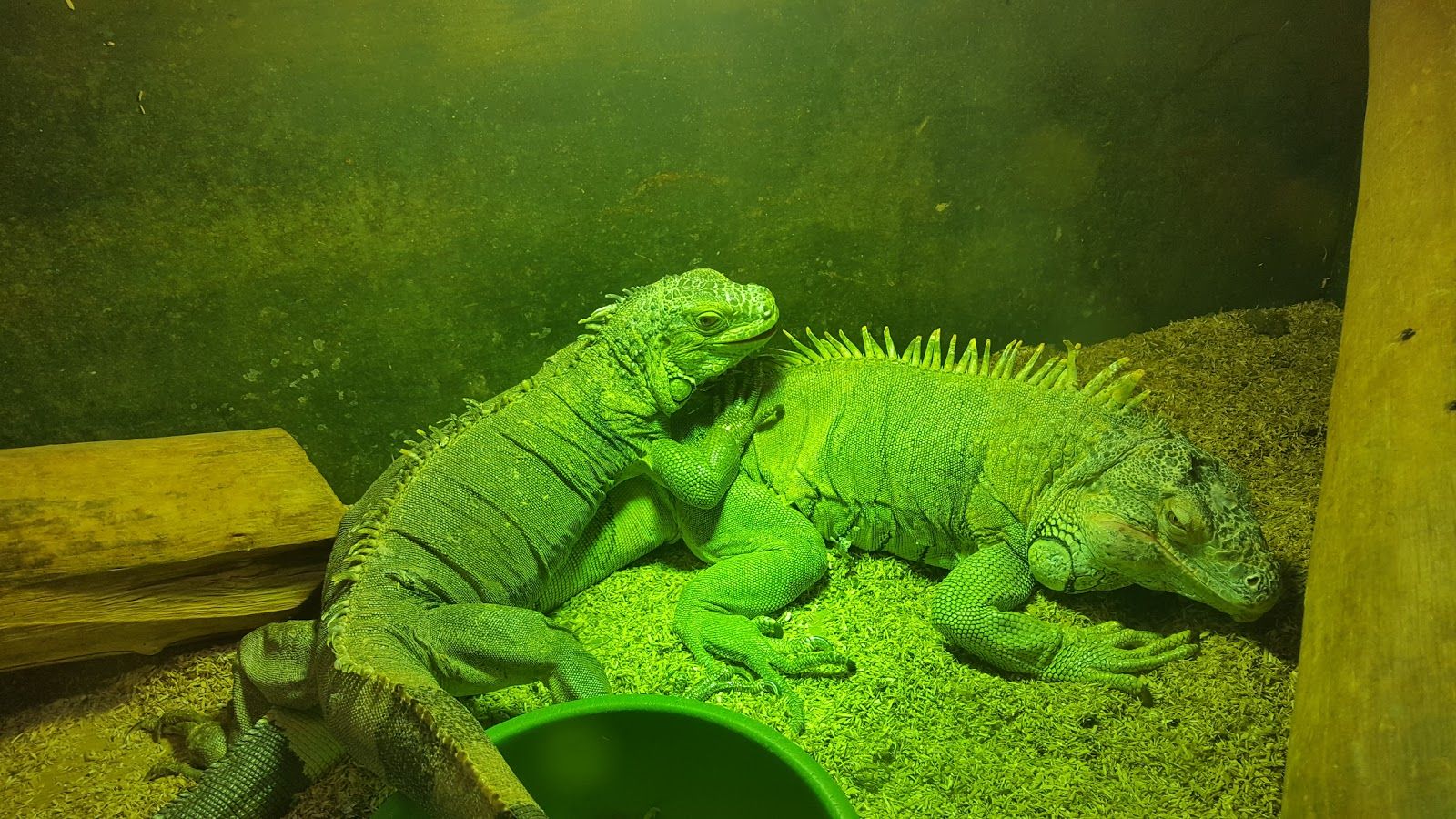 Ενυδρείο - Ερπετάριο, Δήμος Έδεσσας, Pella Regional Unit, Central Macedonia, Macedonia and Thrace, Greece