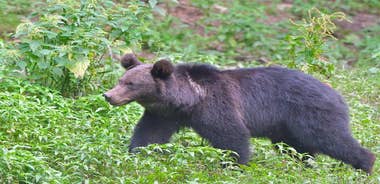 Small-Group Brown Bear Watching Experience from Brasov
