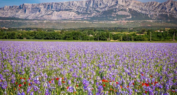 Iris meadow close to Sainte Victoire mountain near aix en Provence France.