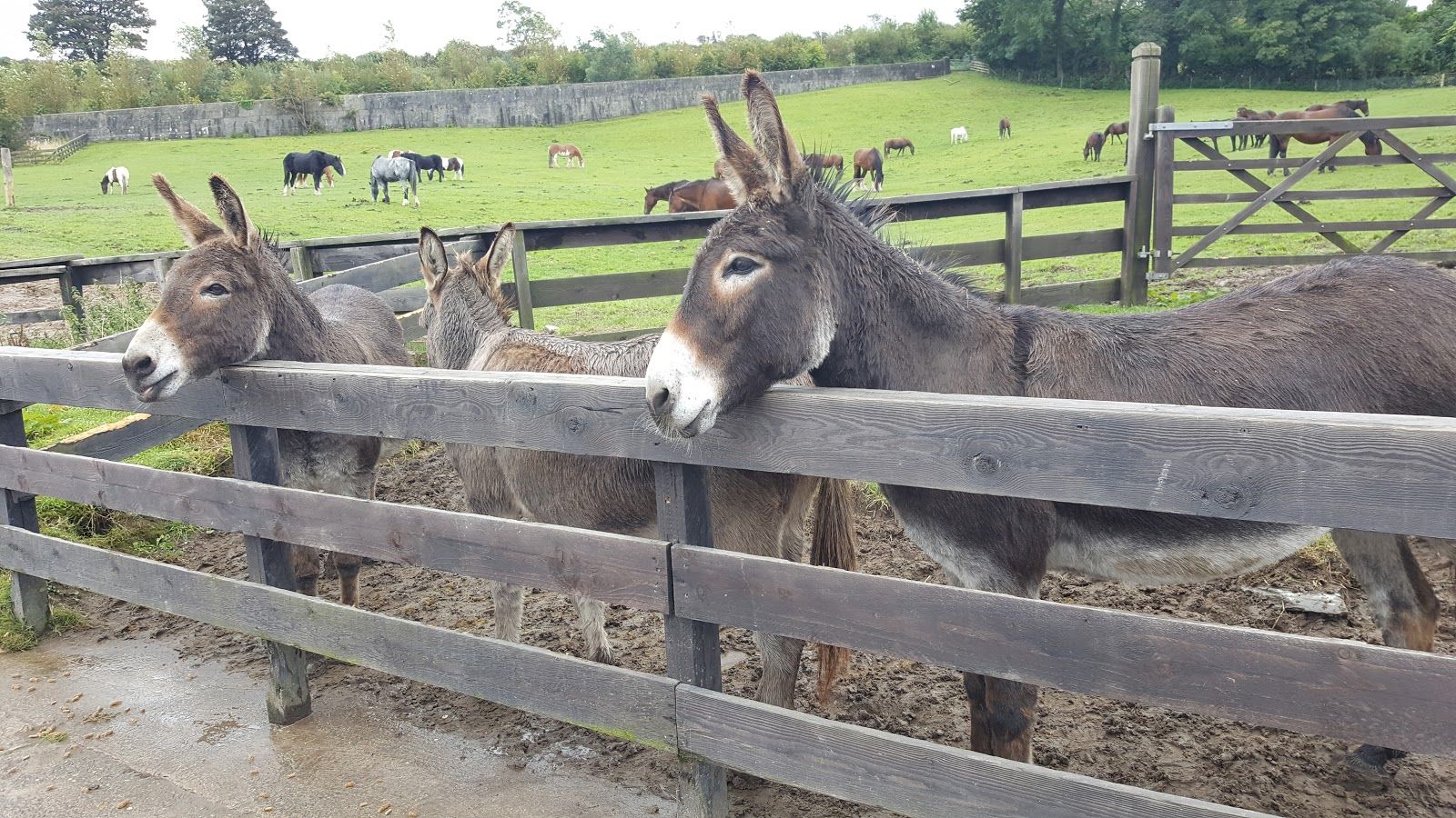 Home of Rest for Old Horses, Braddan, Middle, Isle of Man