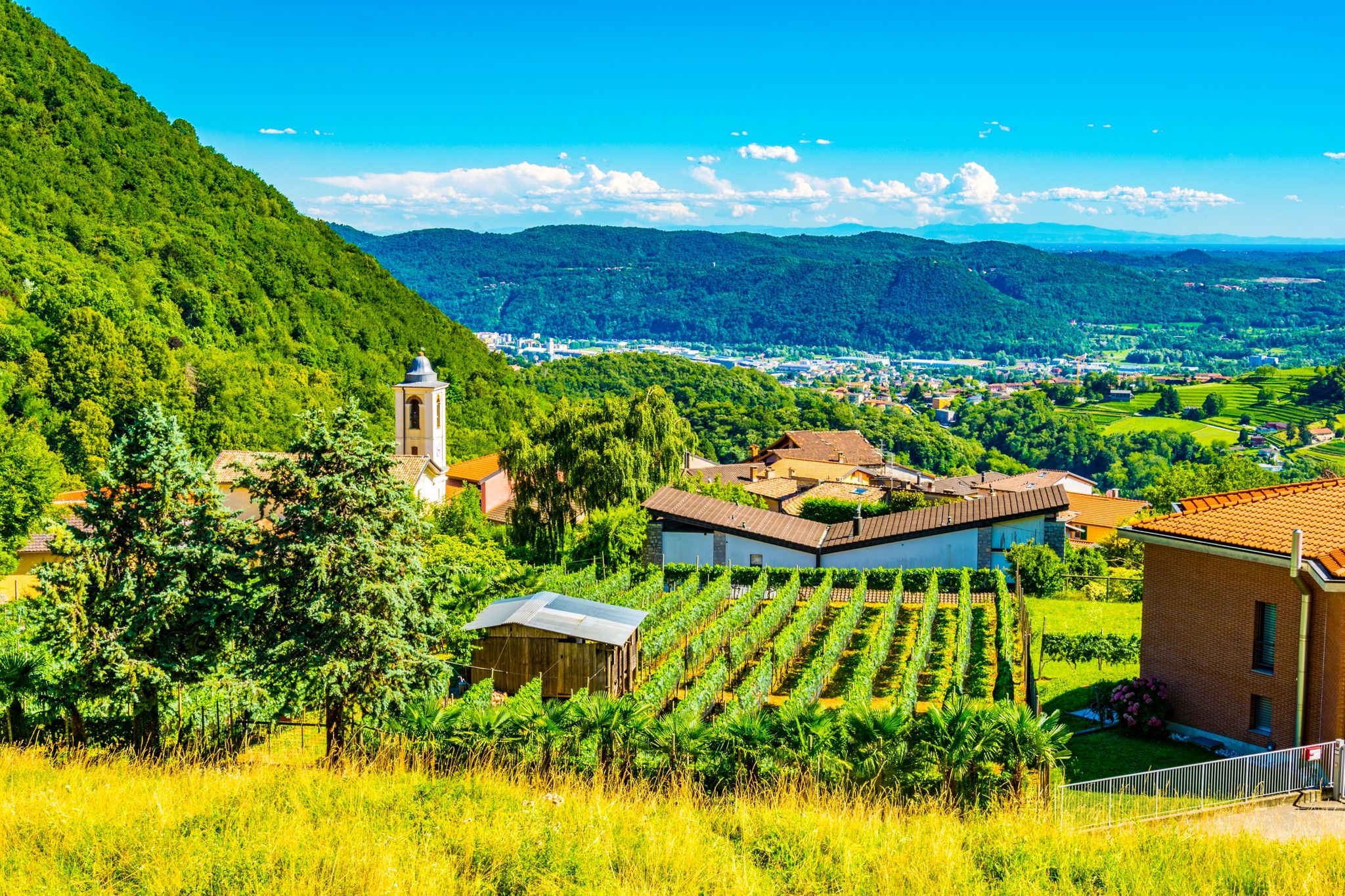 Photo of Mendrisio town in Switzerland viewed through vineyards.
