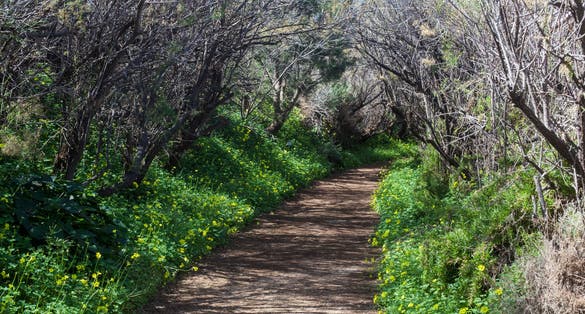 Footpath in Għadira Natural Reserve on Malta surrounded by flowers