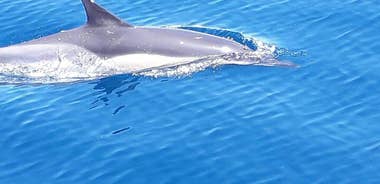 Dolphin Watching Cruise in Estepona Bay, Spain
