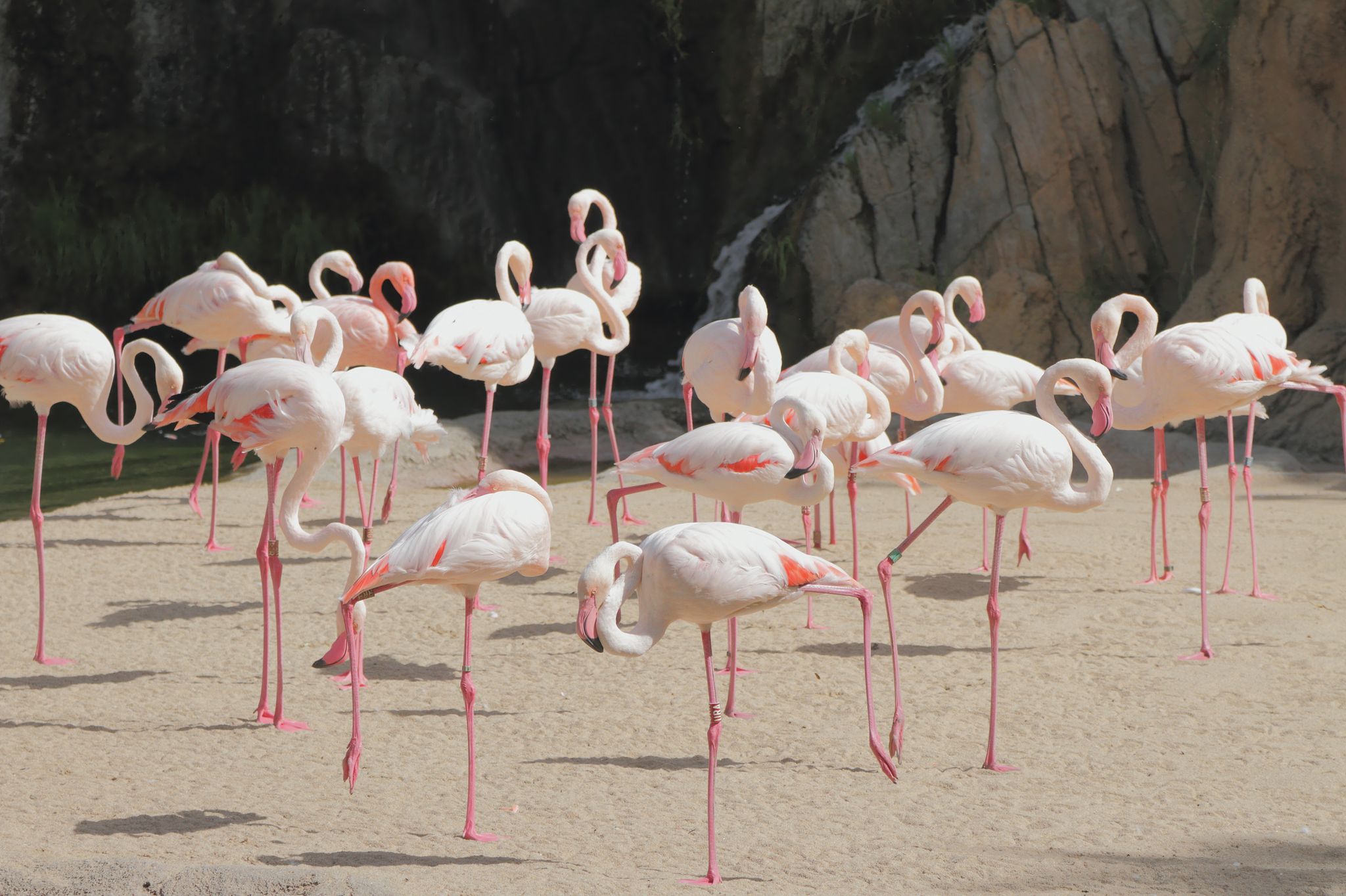 Photo of Pink flamingos, biopark. Valencia, Spain .