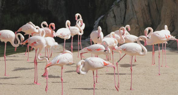 Photo of Pink flamingos, biopark. Valencia, Spain .