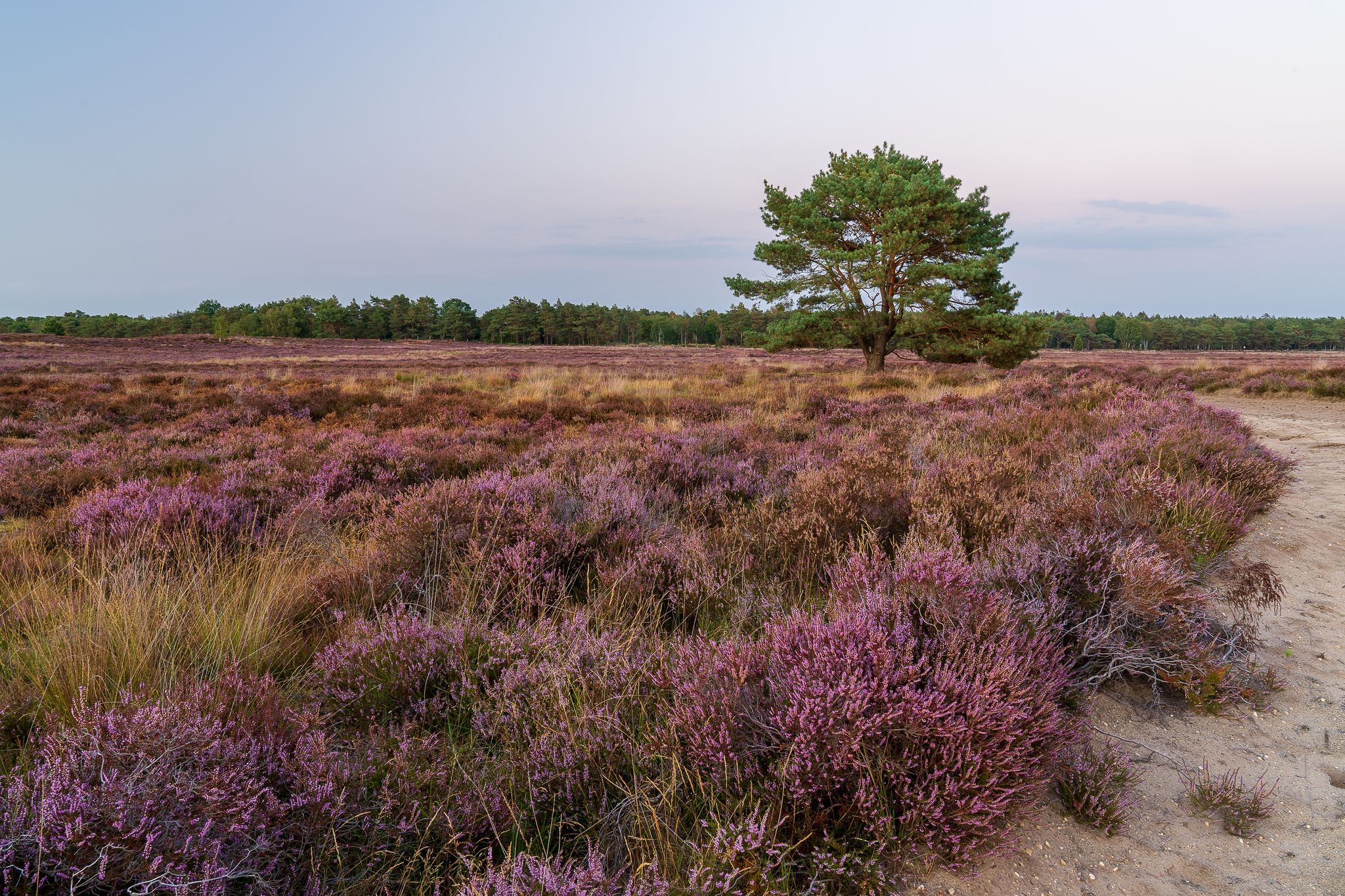 photo of view of The beatiful nature at it's best; blooming fields of heather combined with Birch- and Pinetrees at the Ermelosche Heide, Netherlands.