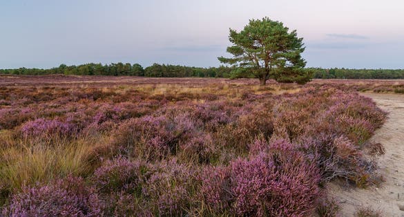 photo of view of The beatiful nature at it's best; blooming fields of heather combined with Birch- and Pinetrees at the Ermelosche Heide, Netherlands.