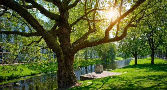 Tree in public park in Rotterdam and lush green grass. Rotterdam, Netherlands