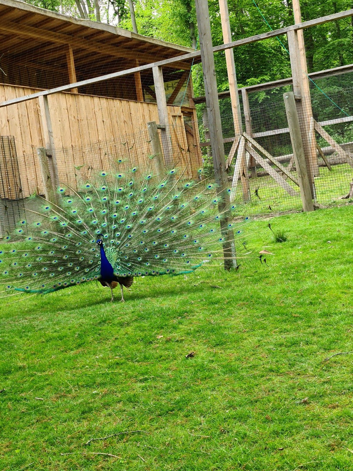 Wildgatter Hildesheim, Ochtersum, Hildesheim, Landkreis Hildesheim, Lower Saxony, Germany