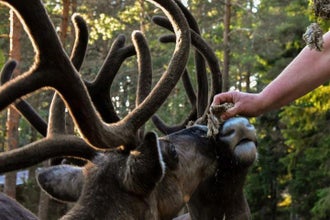 Shore Excursion - Visite de la ville d'Heisinki et parc des rennes