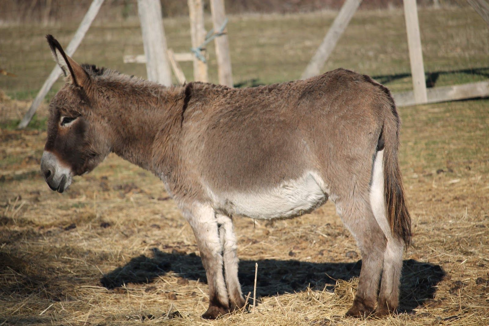 Salföld Manor, Salföld, Tapolcai járás, Veszprém, Central Transdanubia, Transdanubia, Hungary
