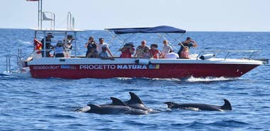 Dolphin Watching and Guided Snorkeling Tour in Sardinia
