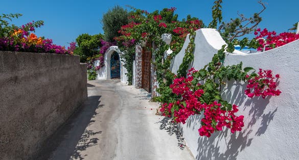 Small street with beautiful flowers, Sant Angelo, Ischia.