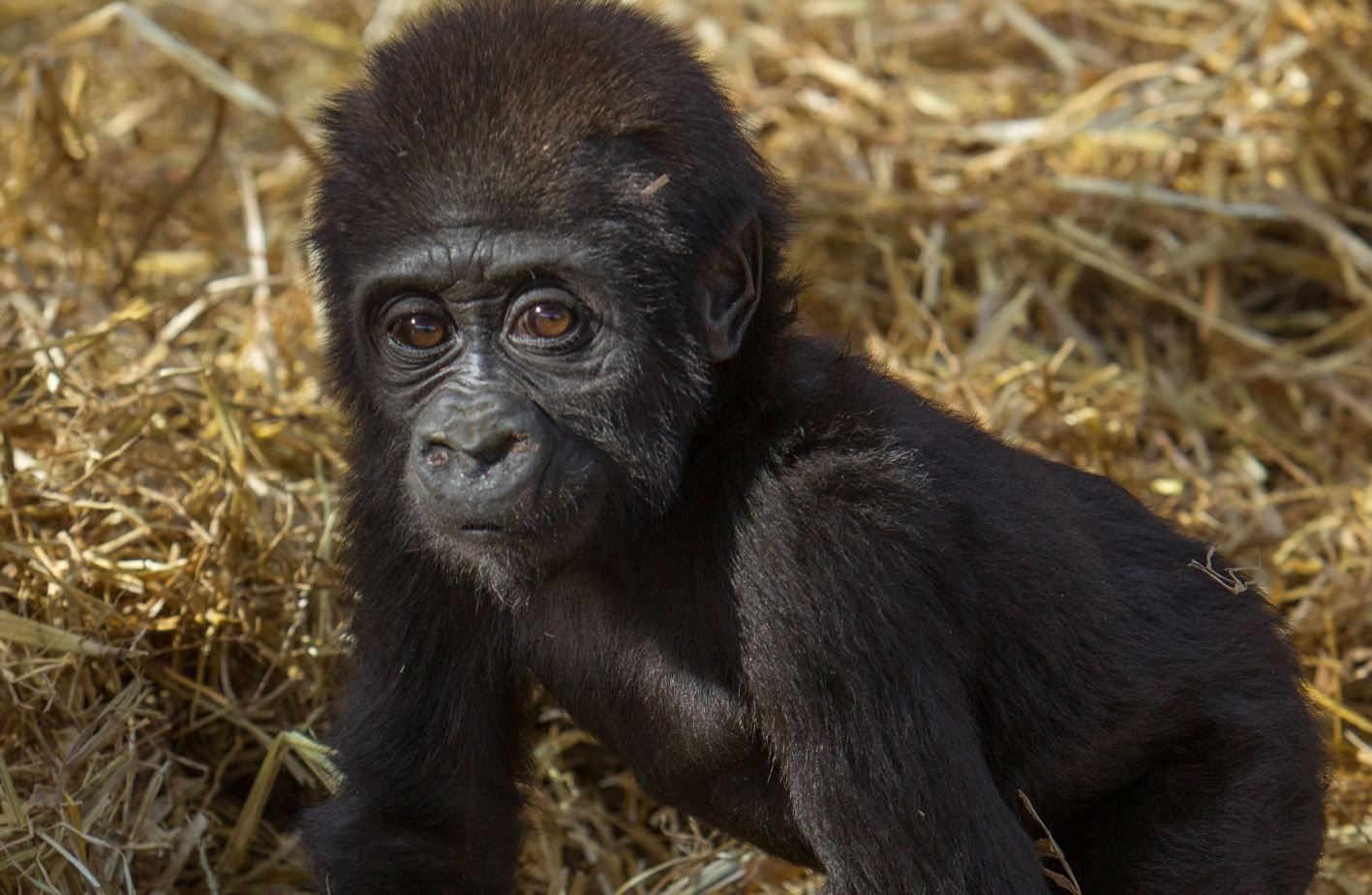 Howletts Wild Animal Park ltd, Littlebourne, Canterbury, Kent, South East England, England, United Kingdom