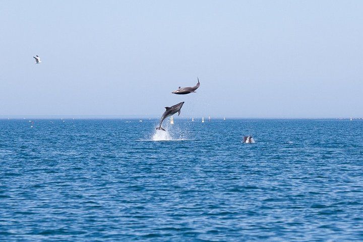 Small Group Dolphin and Wildlife Watching Tour in Faro