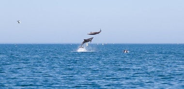 Small Group Dolphin and Wildlife Watching Tour in Faro