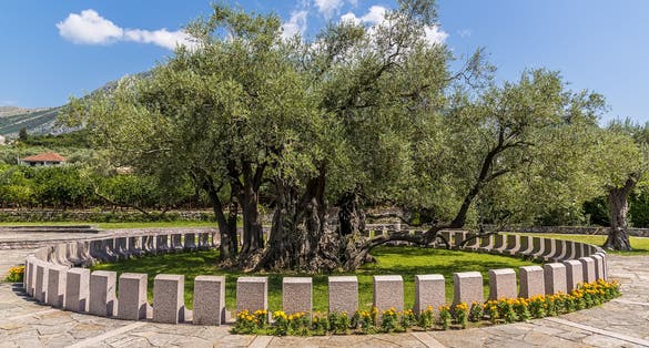Photo of the 2,000 year old olive tree, Stara Maslina near to Stari Bar, Montenegro.