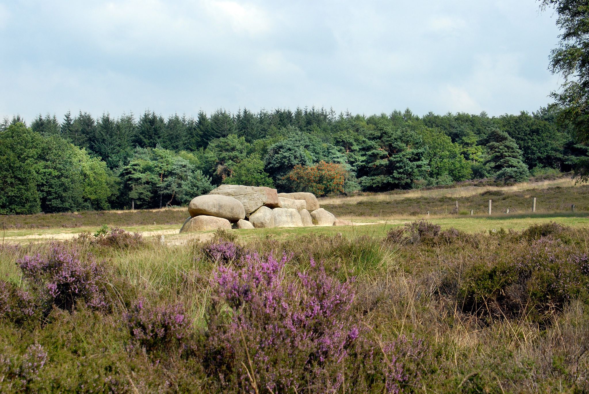 photo of hunebed D54 with flowers in morning in Het Schier, the Netherlands.