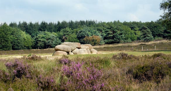 photo of hunebed D54 with flowers in morning in Het Schier, the Netherlands.