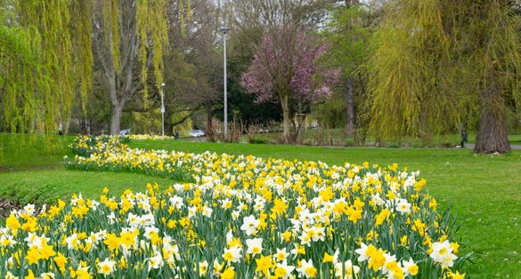Photo of Blooming white and yellow flowers in the Buerger Park in Braunschweig, Germany announcing the beginning of the spring.
