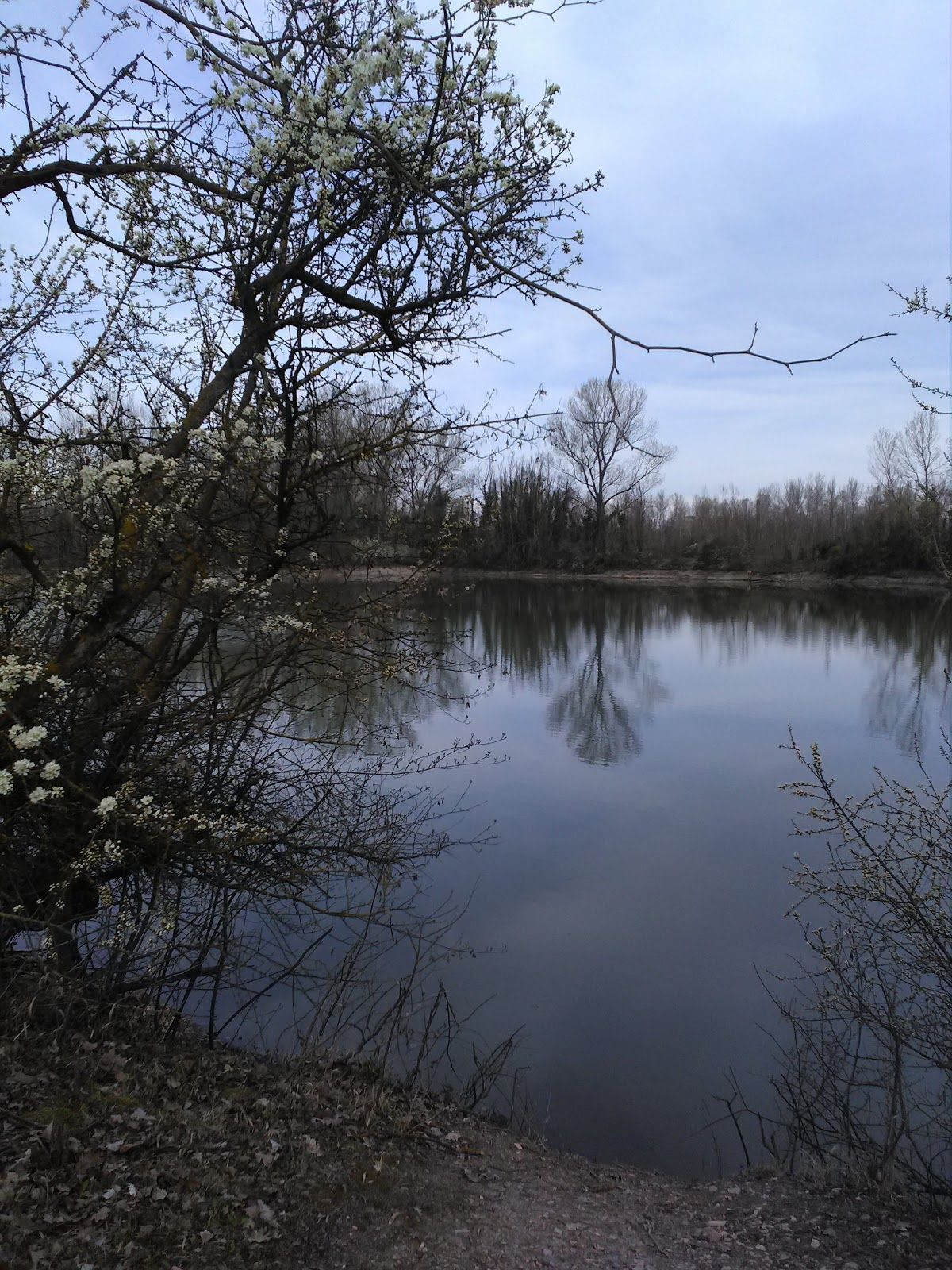 Parco Palustre, Lungavilla, Pavia, Lombardy, Italy