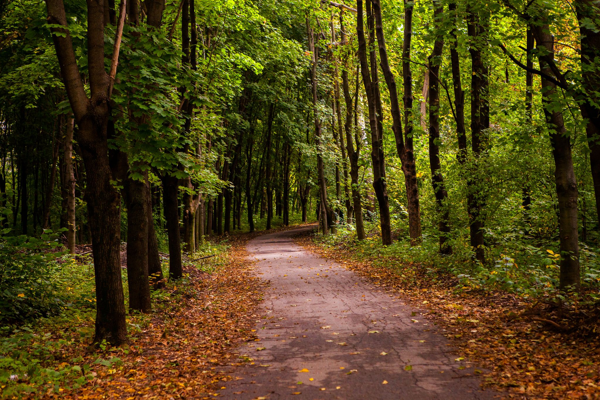 Photo of Botanical Garden in Chisinau, Republic of Moldova.