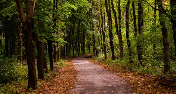Photo of Botanical Garden in Chisinau, Republic of Moldova.
