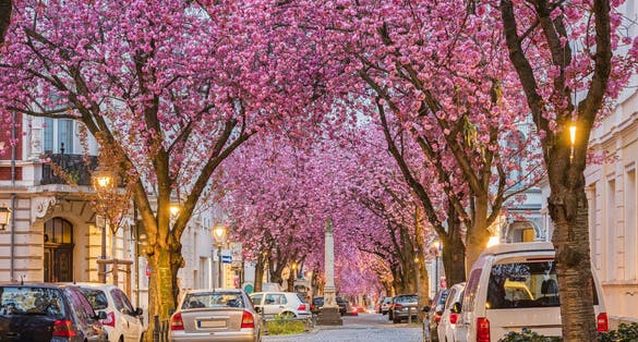 photo of view of Alley of cherry blossom trees in Bonn; Germany.