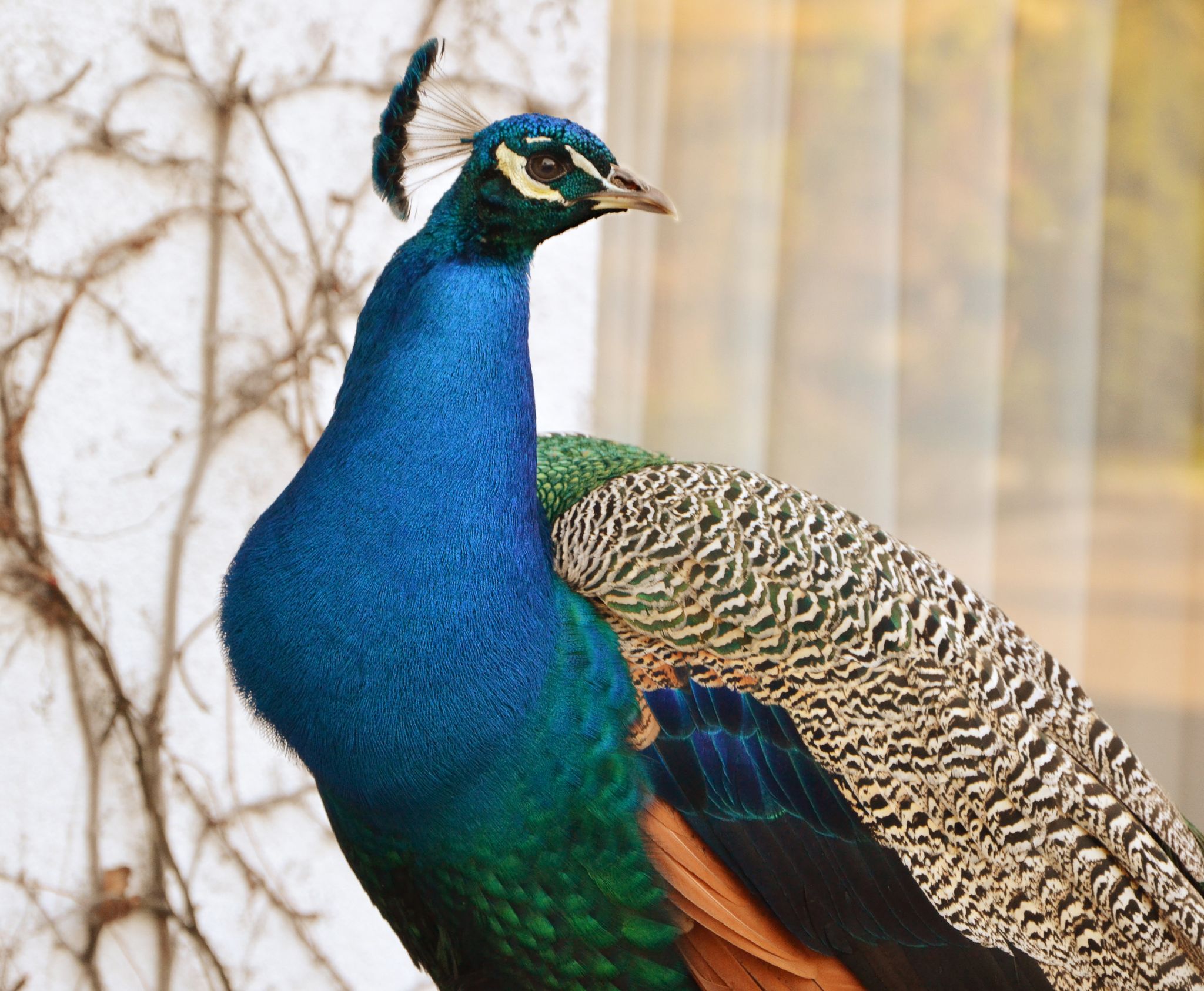 Photo of Peacock in Zoo Basel, Switzerland.