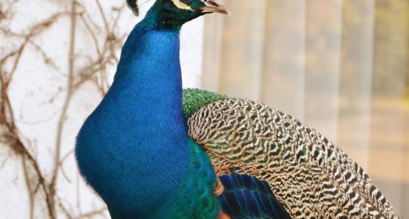 Photo of Peacock in Zoo Basel, Switzerland.
