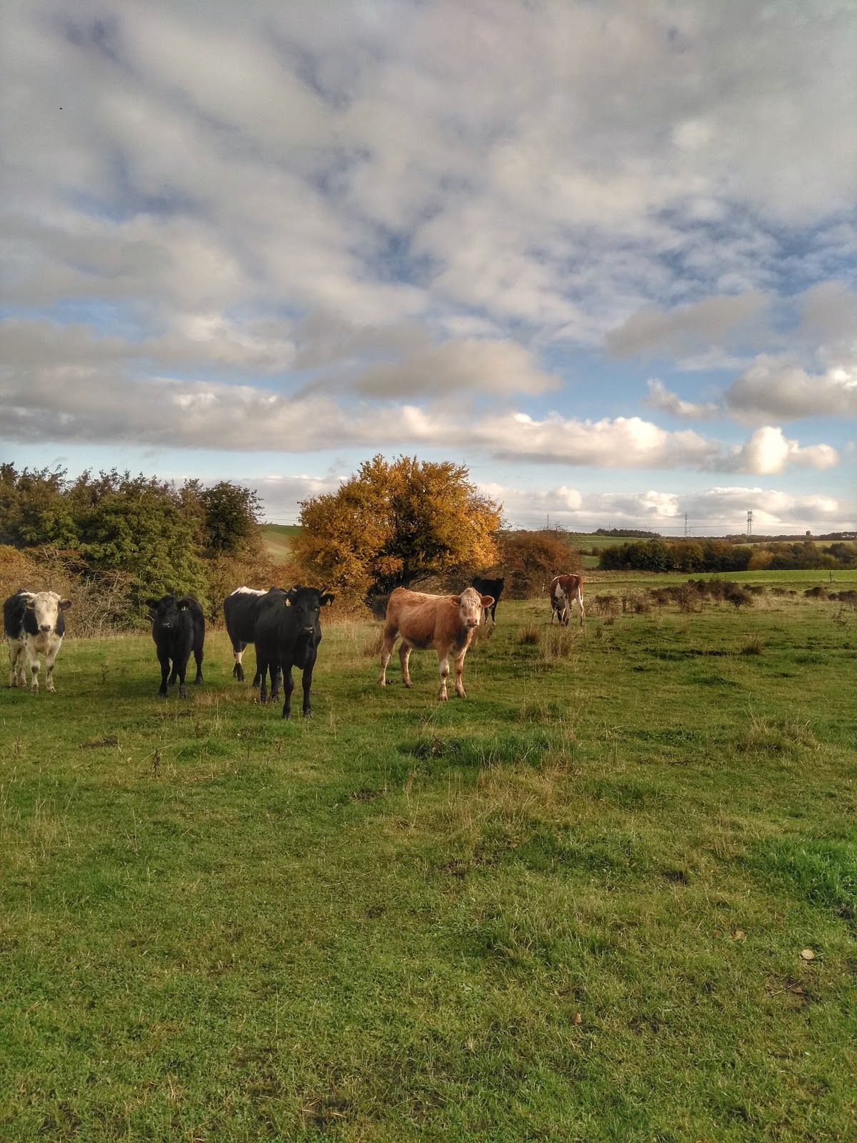 Jutland, Vejle Municipality, Region of Southern Denmark, Denmark