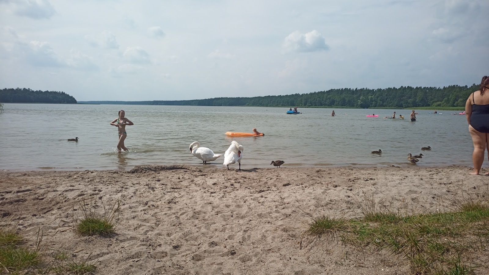 Sajenek, Czarnucha, gmina Augustów, Augustów County, Podlaskie Voivodeship, Poland