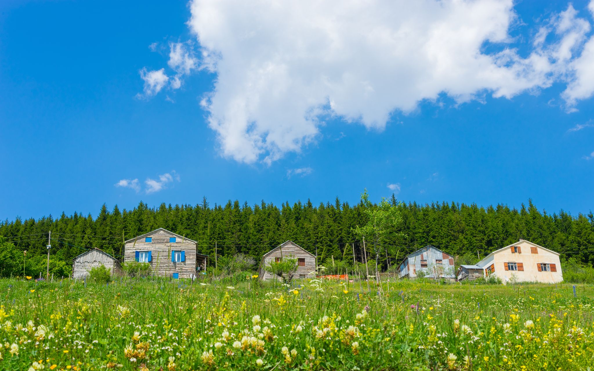 Photo of beautiful pine trees on background high mountains, Kumbet highlands, Giresun, Turkey.