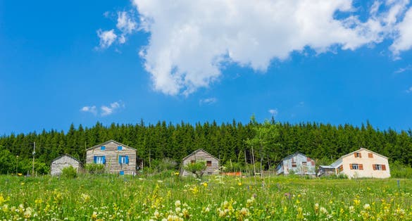 Photo of beautiful pine trees on background high mountains, Kumbet highlands, Giresun, Turkey.