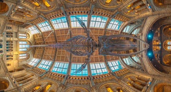 Photo of the the interior of Natural History Museum that is one of the most favorite museum for tourists in London.