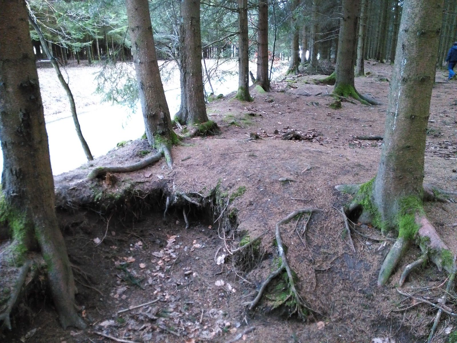 Bois Jacques Foxholes 101st Easy Company, Bastogne, Luxembourg, Wallonia, Belgium