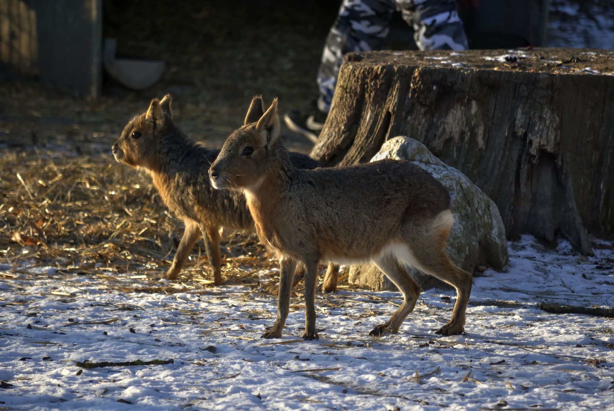 Photo of Patagonian mara (Dolichotis patagonum) in the winter. In Zagreb Zoo, Croatia.