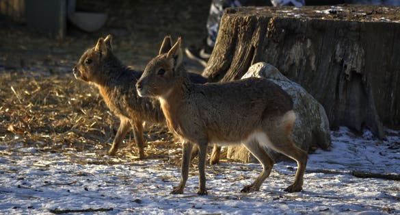 Photo of Patagonian mara (Dolichotis patagonum) in the winter. In Zagreb Zoo, Croatia.