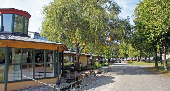 photo of banana tree near Junibacken kids museum, sunny day, the museum is devoted to Swedish children's literature, especially Astrid Lindgren, Stockholm, Sweden.