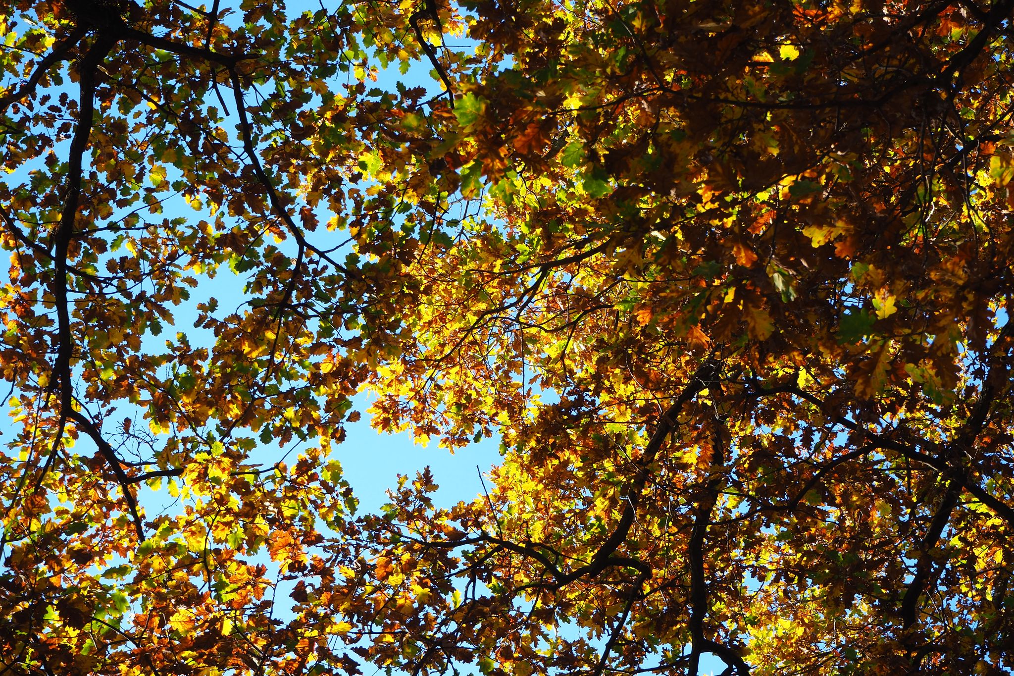 photo of Autumn leaves in faro della vittoria turin italy. sunny day, beautiful leaves, trees around, sky and trees .