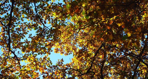photo of Autumn leaves in faro della vittoria turin italy. sunny day, beautiful leaves, trees around, sky and trees .