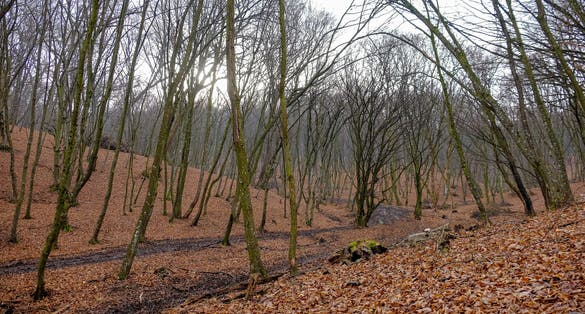 Photo of Hoia Baciu Forest. The World Most Haunted Forest with a reputation for many intense paranormal activity.Romania .