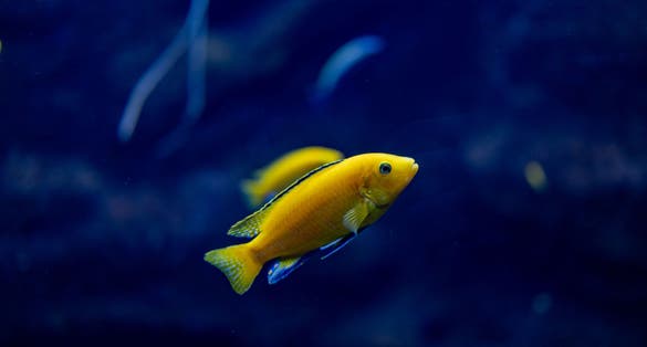Photo of beautiful little fish animal swimming in the aquarium of the zoo of Zaragoza in Spain on a dark background .