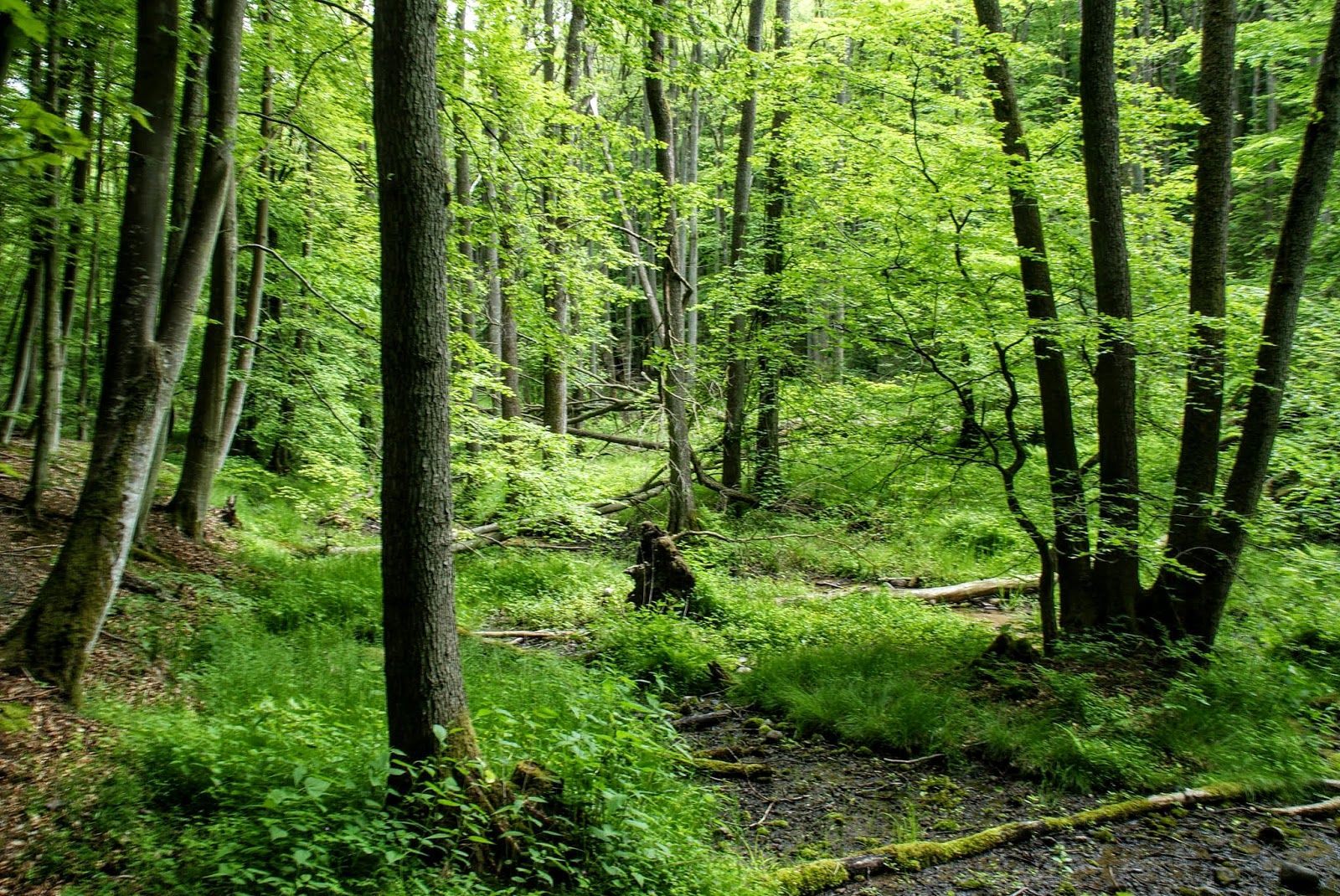 Rezerwat przyrody Cisowa, Pustki-Demptowo, Gdynia, Pomeranian Voivodeship, Poland