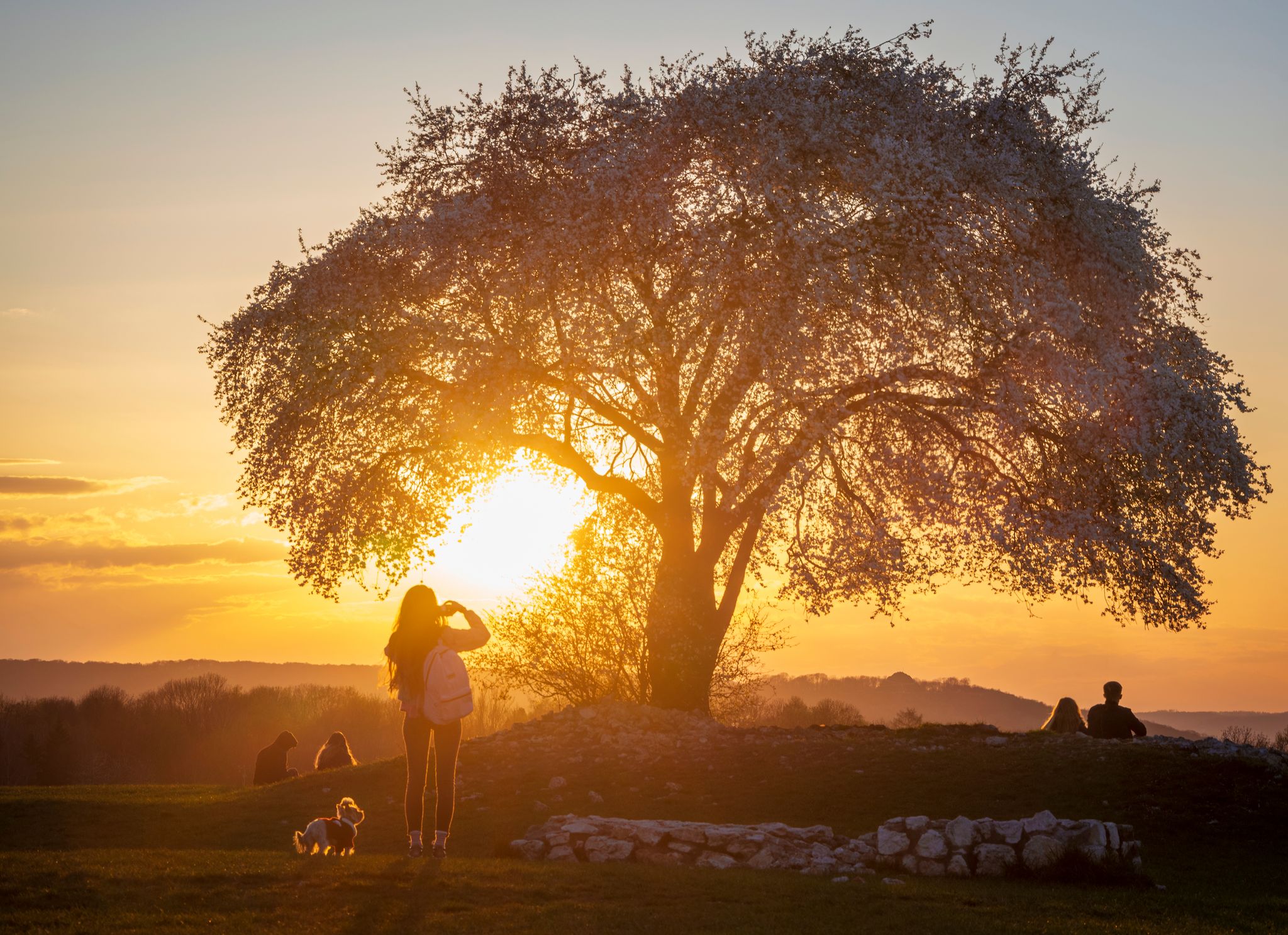 Famous tree in Krakow on Krakus Mound during sunset.