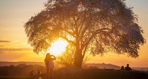 Famous tree in Krakow on Krakus Mound during sunset.