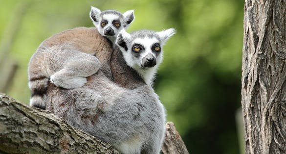Photo of Hluboká Zoo, with its full name South Bohemian Zoo Hluboká nad Vltavou, is a zoo in Hluboká nad Vltavou , opened since 1939, Czechia.